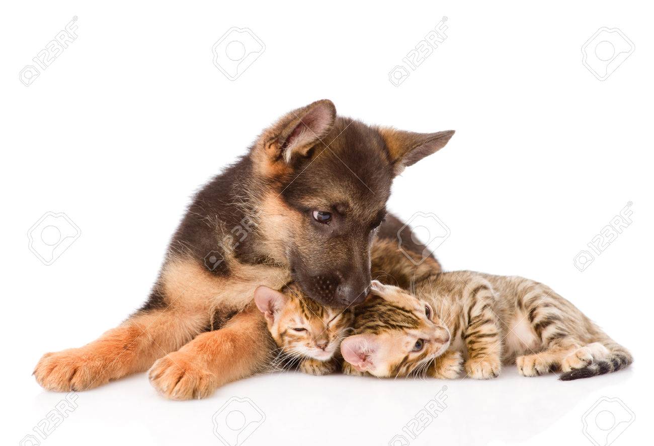 german shepherd puppy and cat