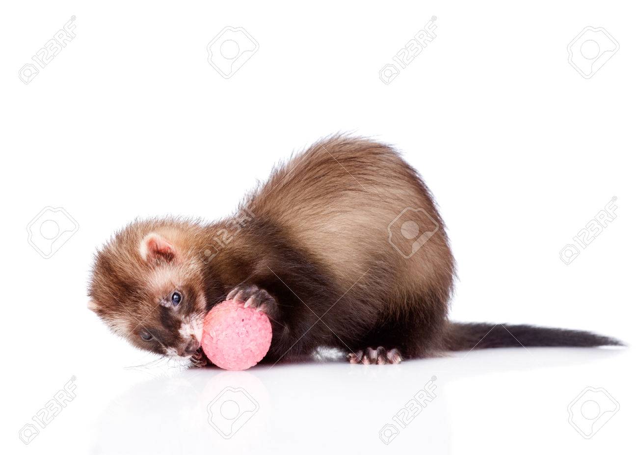 ferret ball