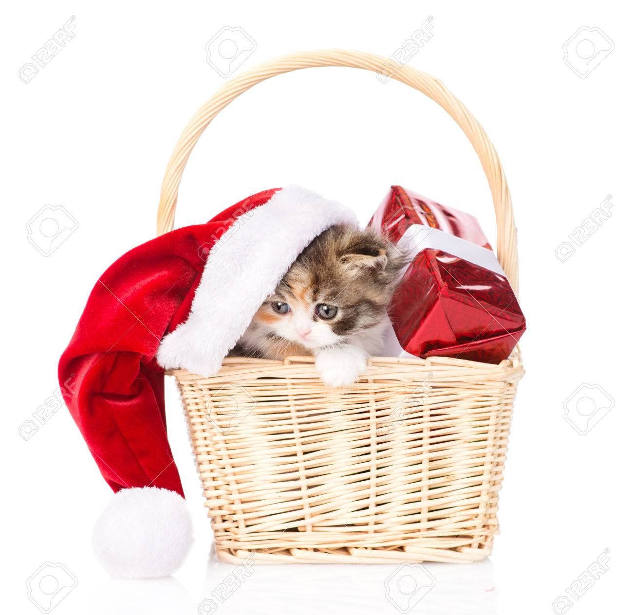 Small Kitten With Red Hat And Gift In Basket. Isolated On White