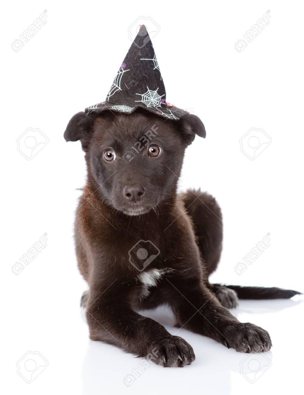 black dog with hat