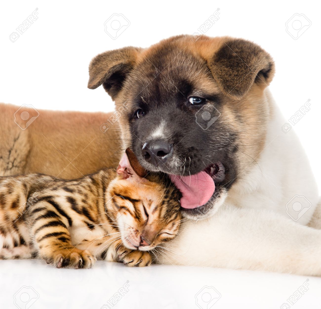 Gros Plan Akita Inu Chien Chiot Couché Avec Petit Chat Bengal Ensemble Isolé Sur Fond Blanc