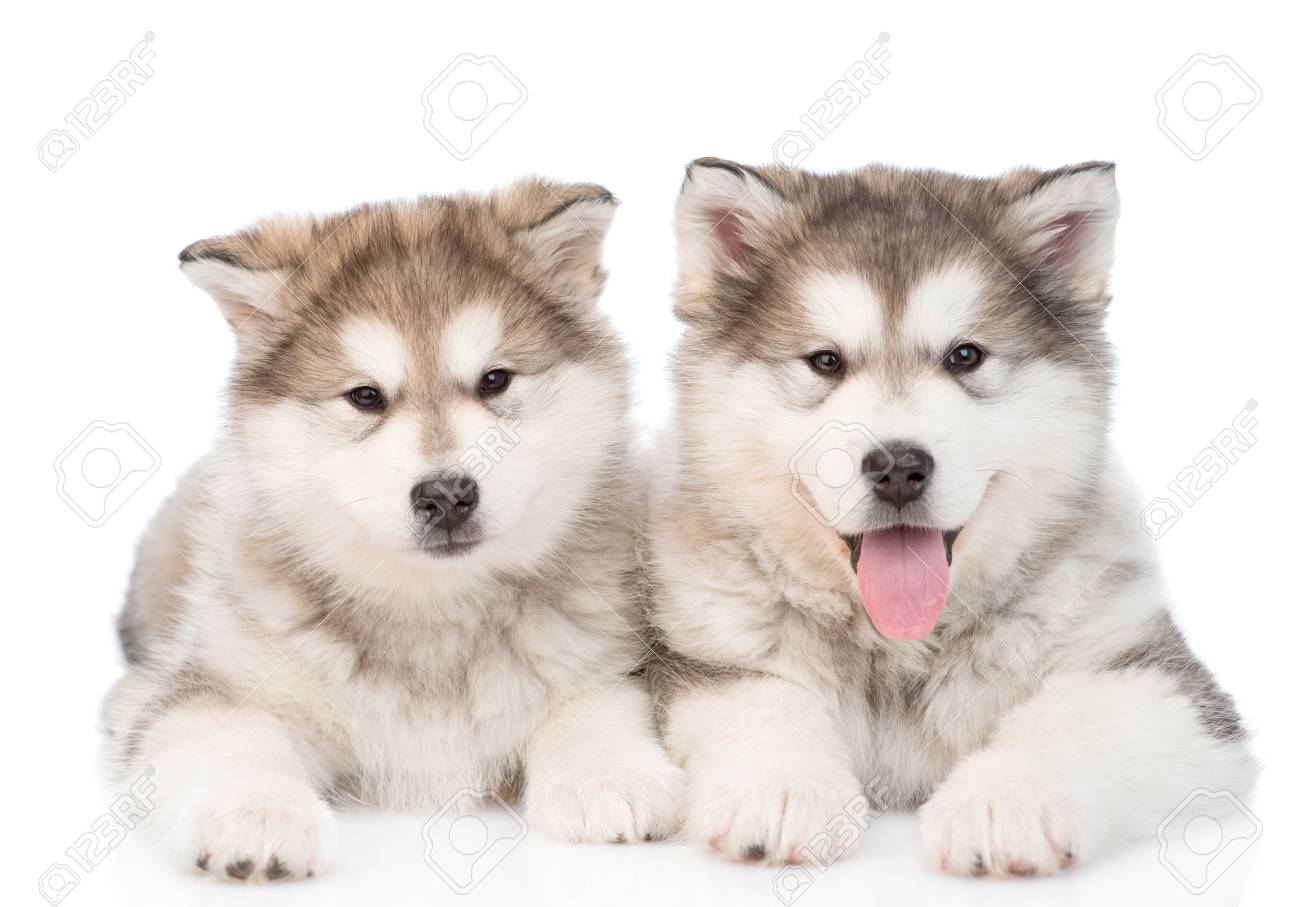 two alaskan malamute puppies