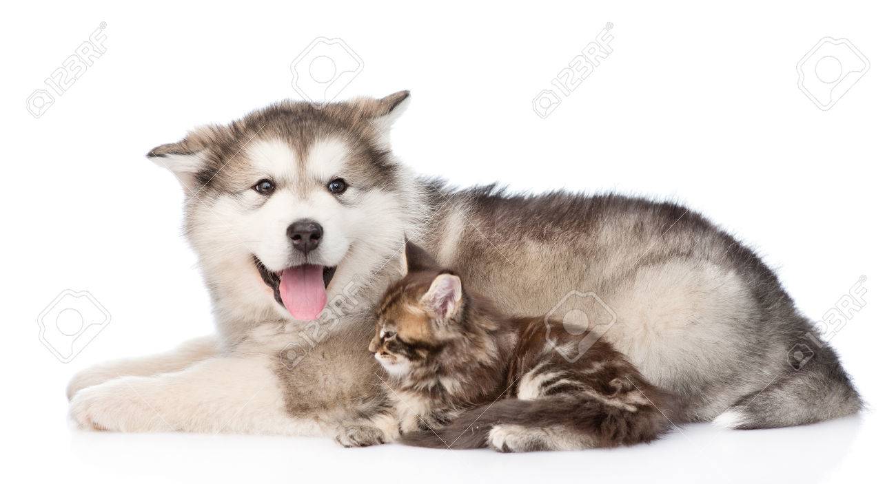 アラスカン マラミュート犬 小さなメインクーン猫一緒に横になっています 白い背景に分離 の写真素材 画像素材 Image アラスカン マラミュート犬 小さなメインクーン猫一緒に横になっています 白い背景に分離 の写真素材 画像素材 Image