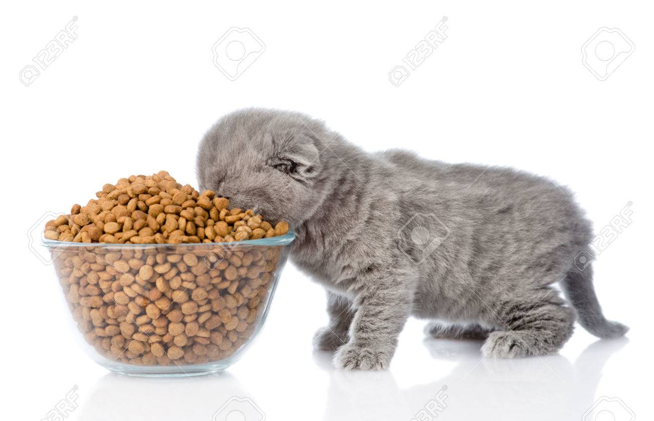 kittens eating