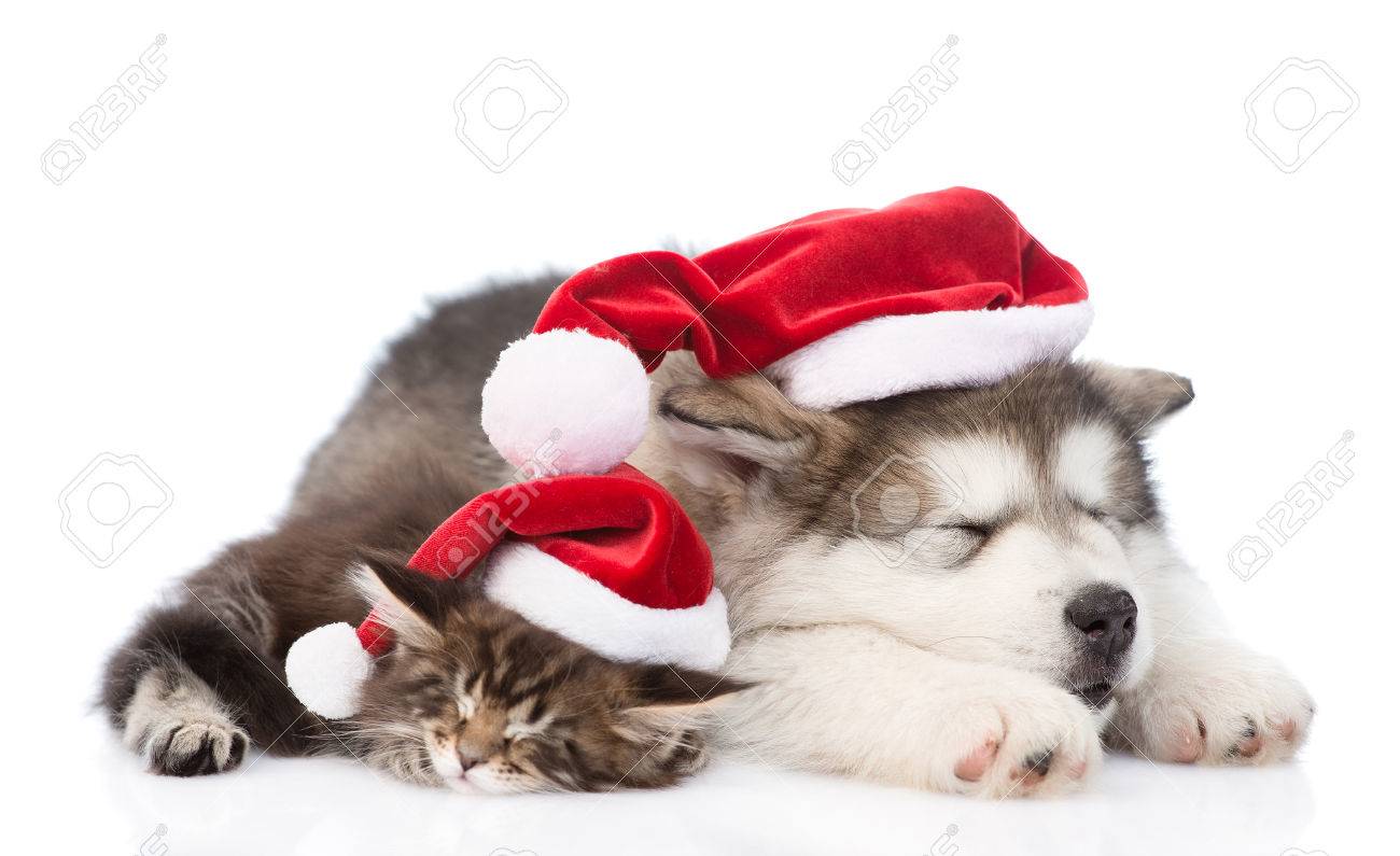 Alaskan Malamute Dog And Maine Coon Cat With Red Santa Hats Sleeping