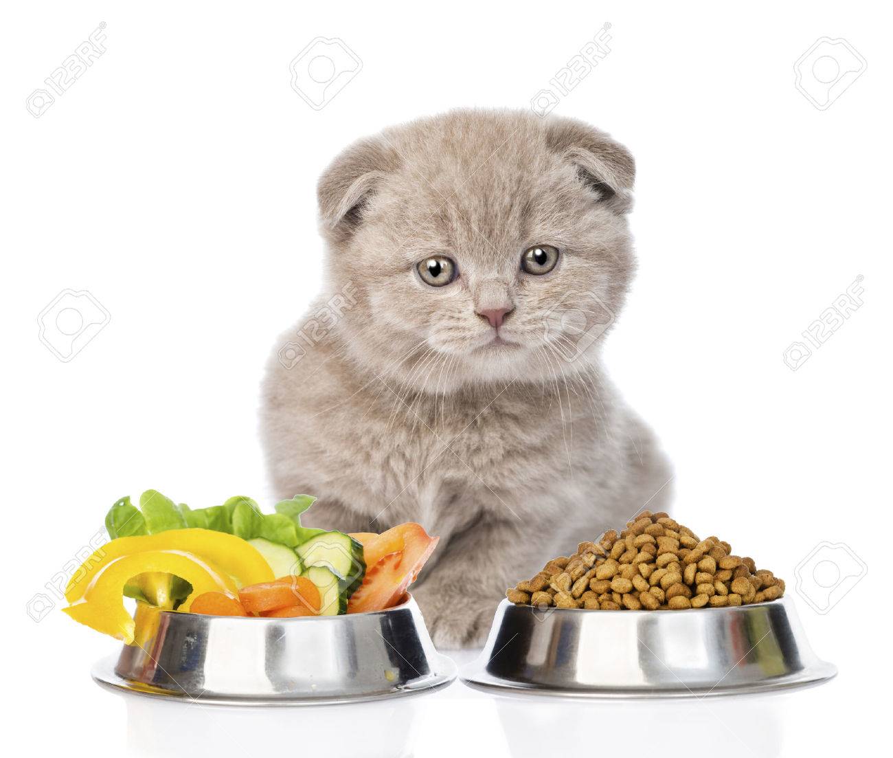 cat eating vegetables