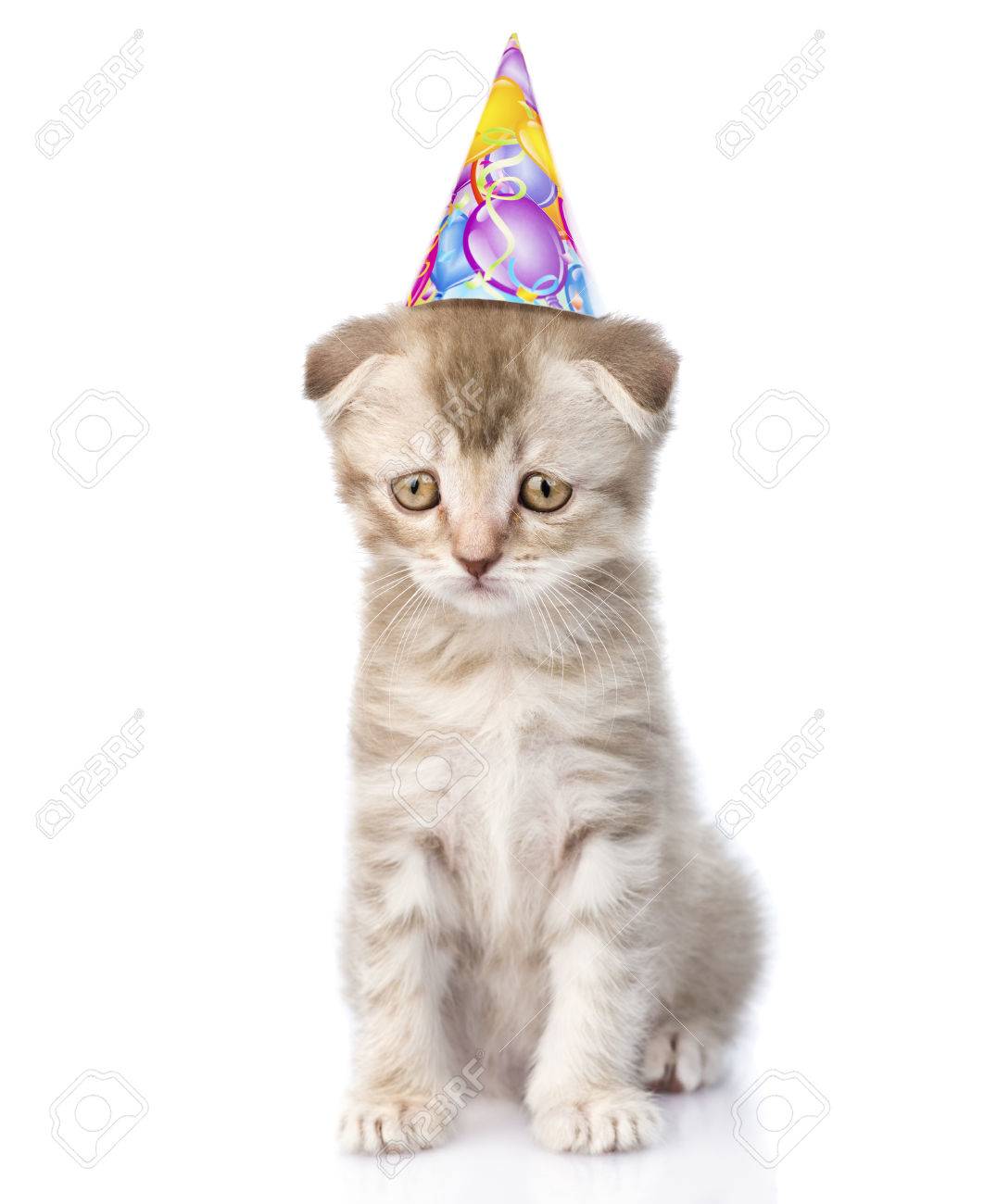 Gato Triste Con El Sombrero Del Cumpleaños. Aislado En Fondo Blanco Fotos,  Retratos, Imágenes Y Fotografía De Archivo Libres De Derecho. Image  38644700.