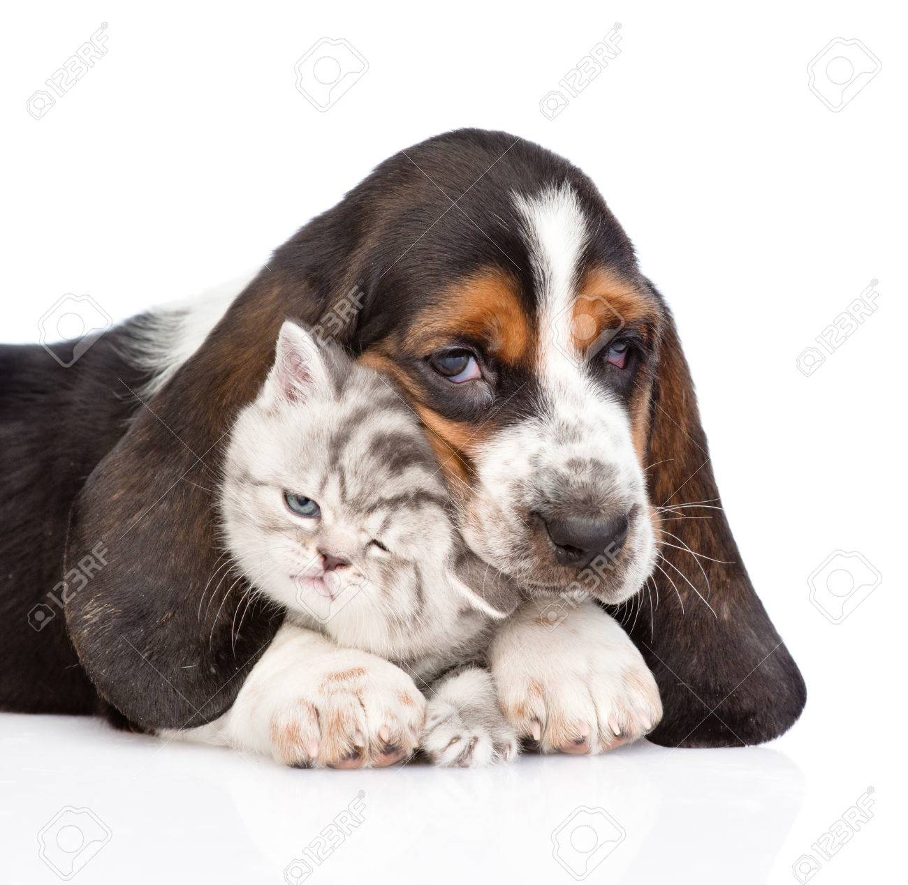 bassett hound puppies bassett hound puppies