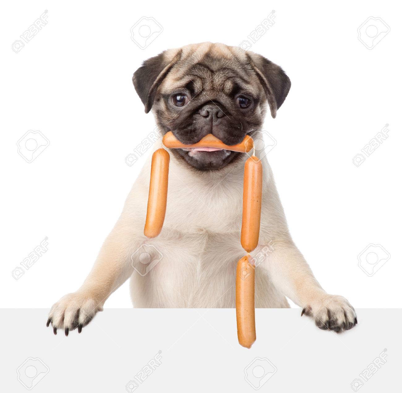 sausage pug