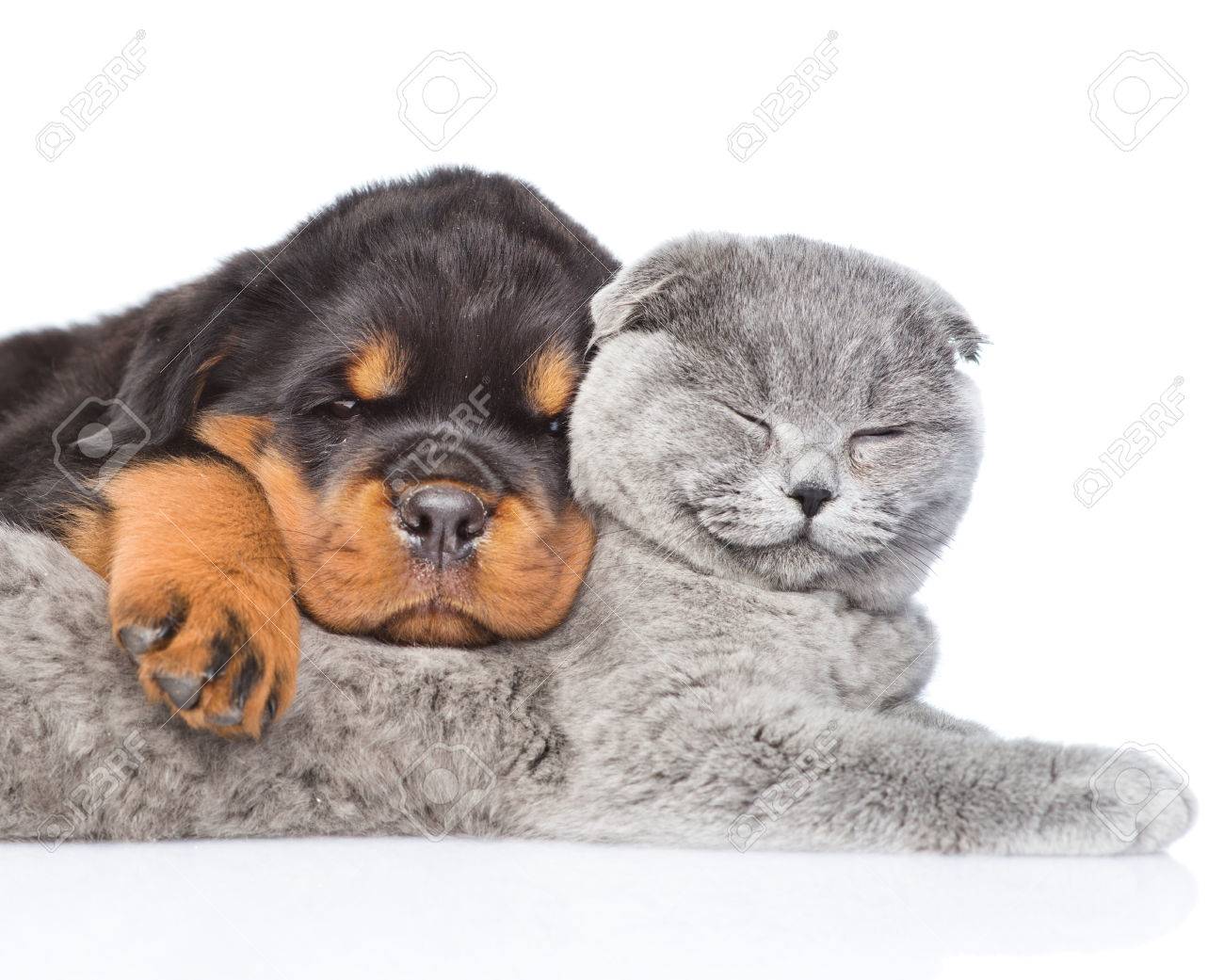 Cat And Rottweiler Puppy Sleeping Together Isolated On White Stock Photo Picture And Royalty Free Image Image 41016344