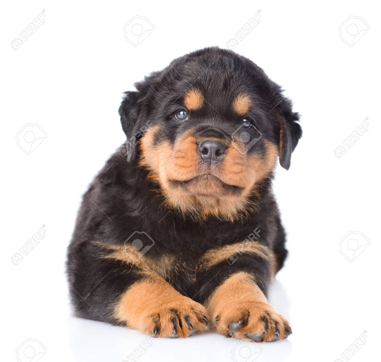 Small Rottweiler Puppy Lying In Front 