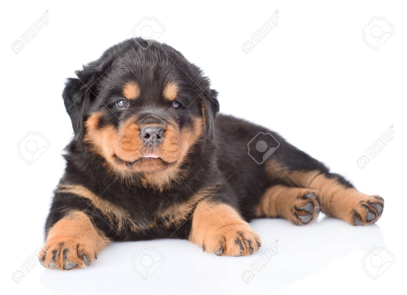 small rottweiler