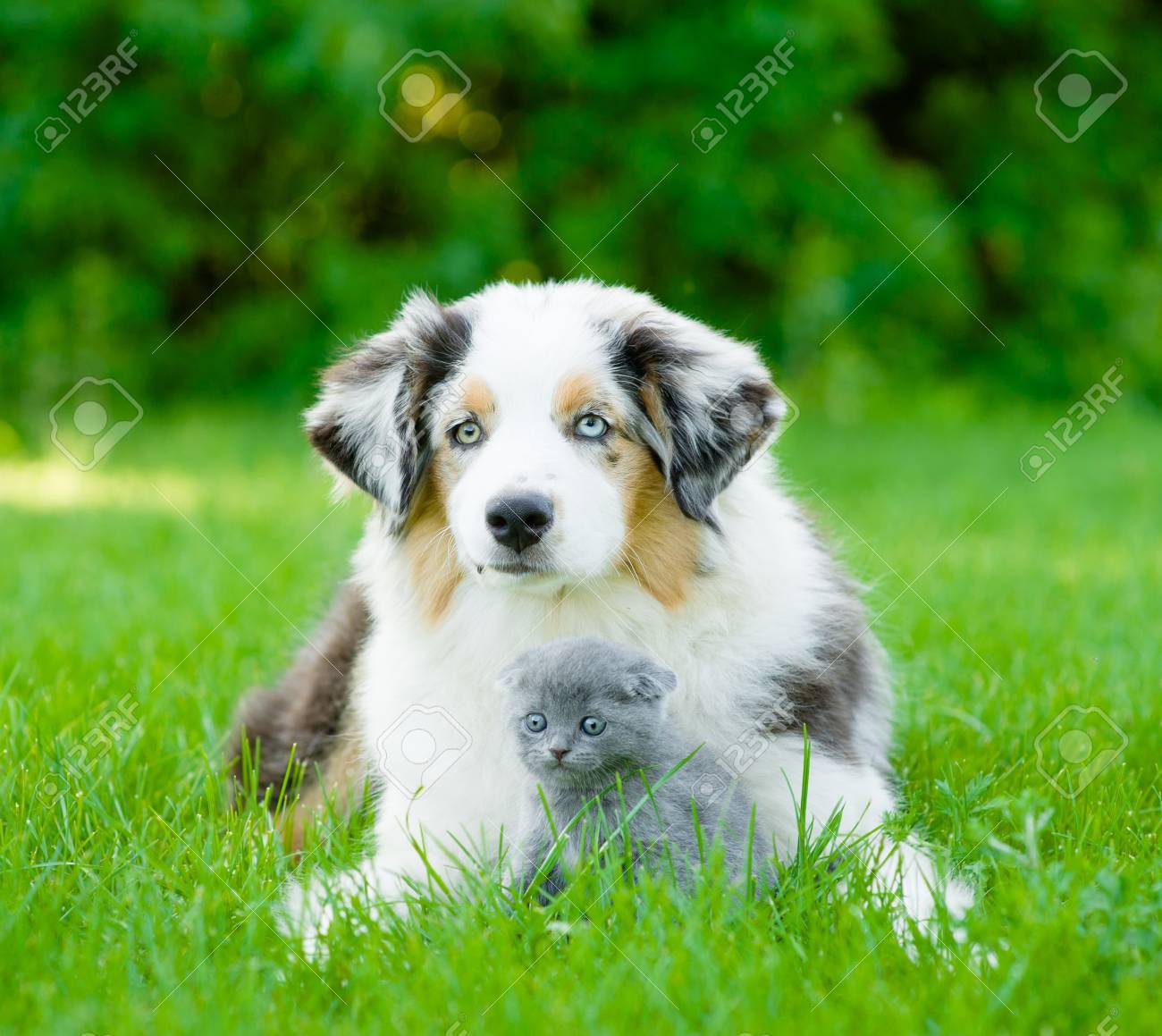 smallest australian shepherd