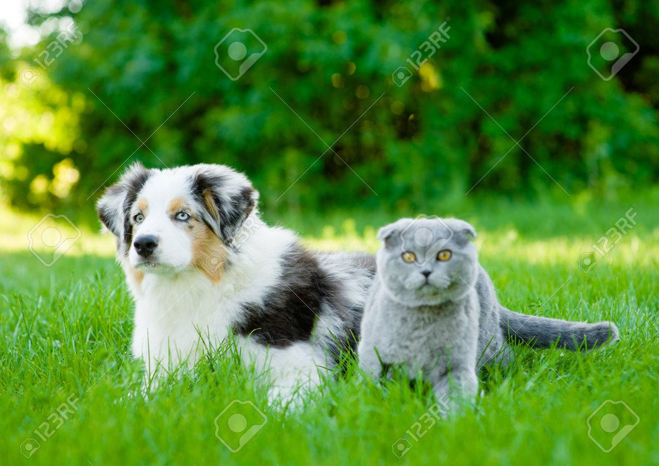 Australian Shepherd Puppy And Scottish Cat Lying On Green Grass ...