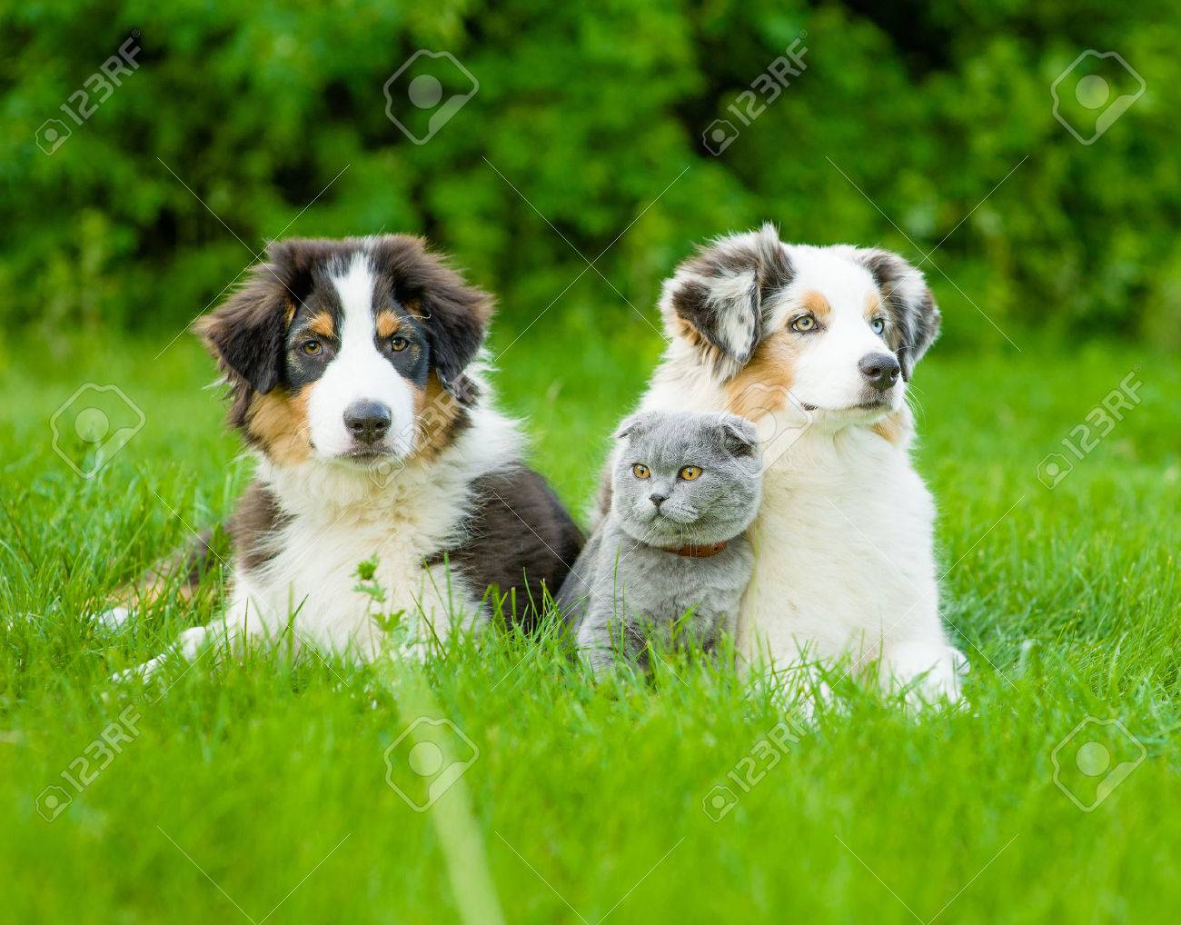 Deux Chiots Berger Australien Et Chat Ecossais Couche Sur L Herbe Verte Banque D Images Et Photos Libres De Droits Image Deux Chiots Berger Australien Et Chat Ecossais Couche Sur L Herbe Verte Banque D Images Et Photos Libres De Droits Image