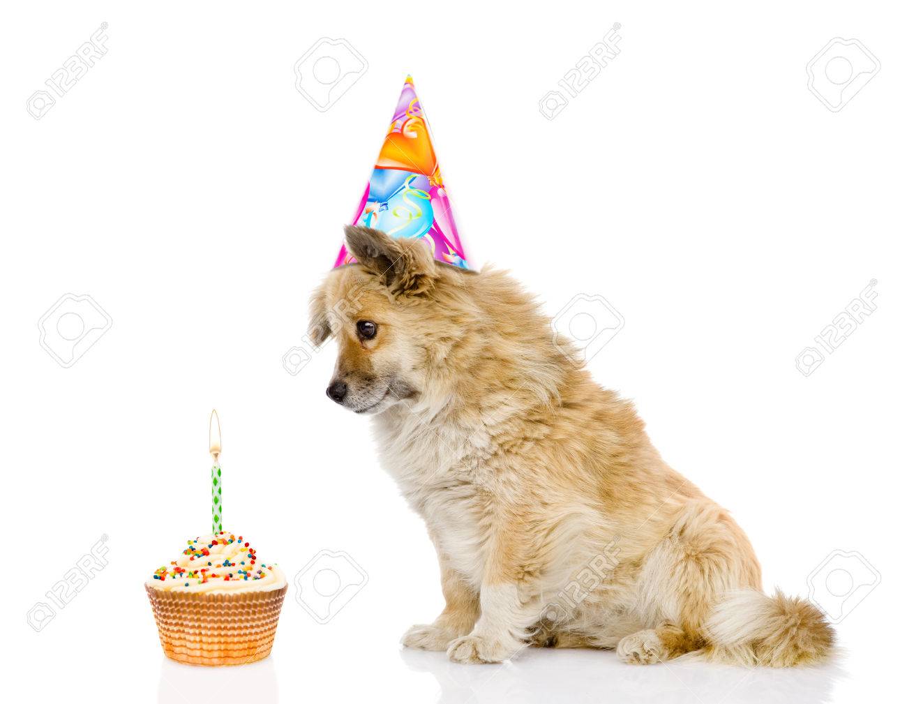 Chien Avec Un Chapeau D Anniversaire Et Un Gateau Isole Sur Fond Blanc Banque D Images Et Photos Libres De Droits Image