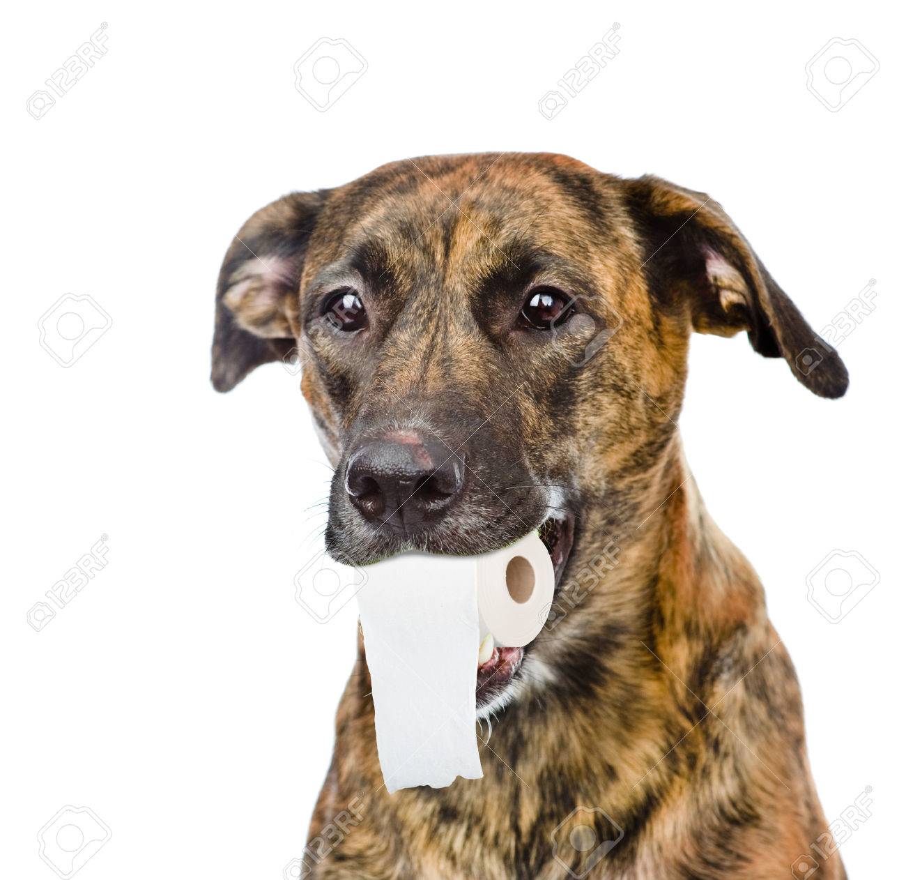Hond Met Een Rol Wc Papier In Zijn Mond Geisoleerd Op Een Witte Achtergrond Royalty Vrije Foto Plaatjes Beelden En Stock Fotografie Image 46721466