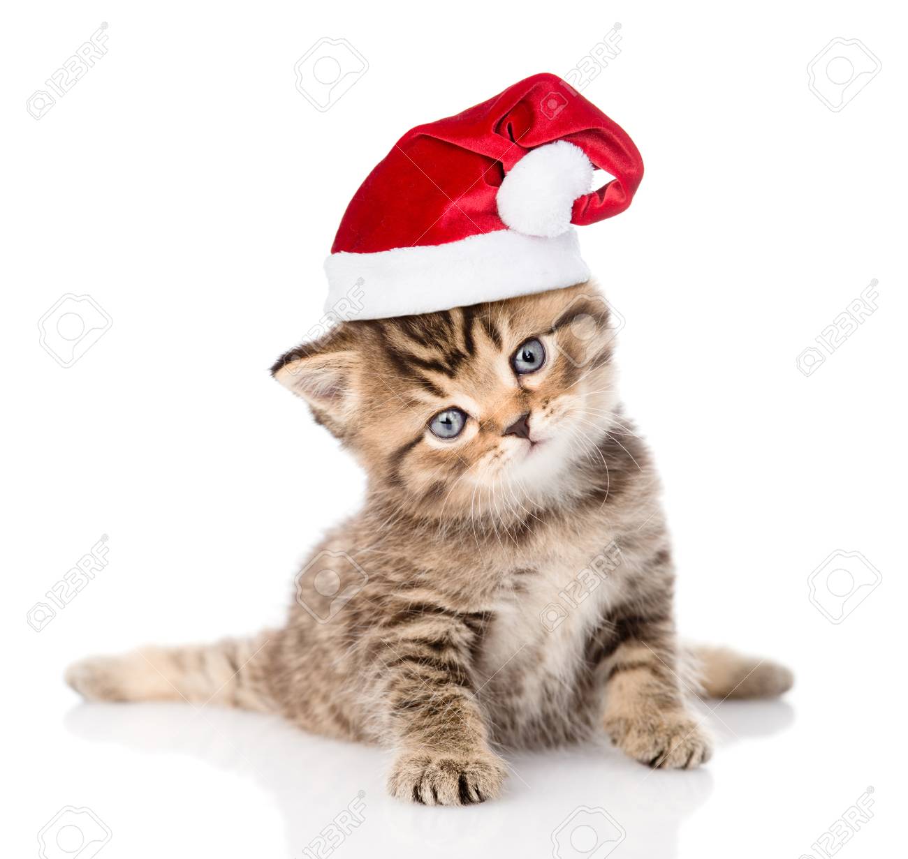 kitten christmas hat
