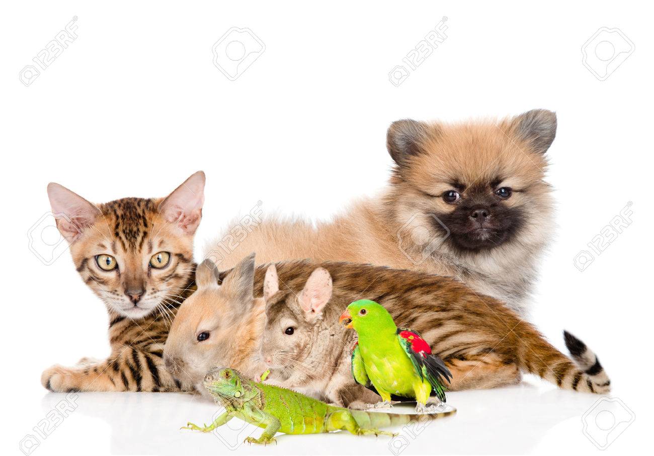 group of domestic animals