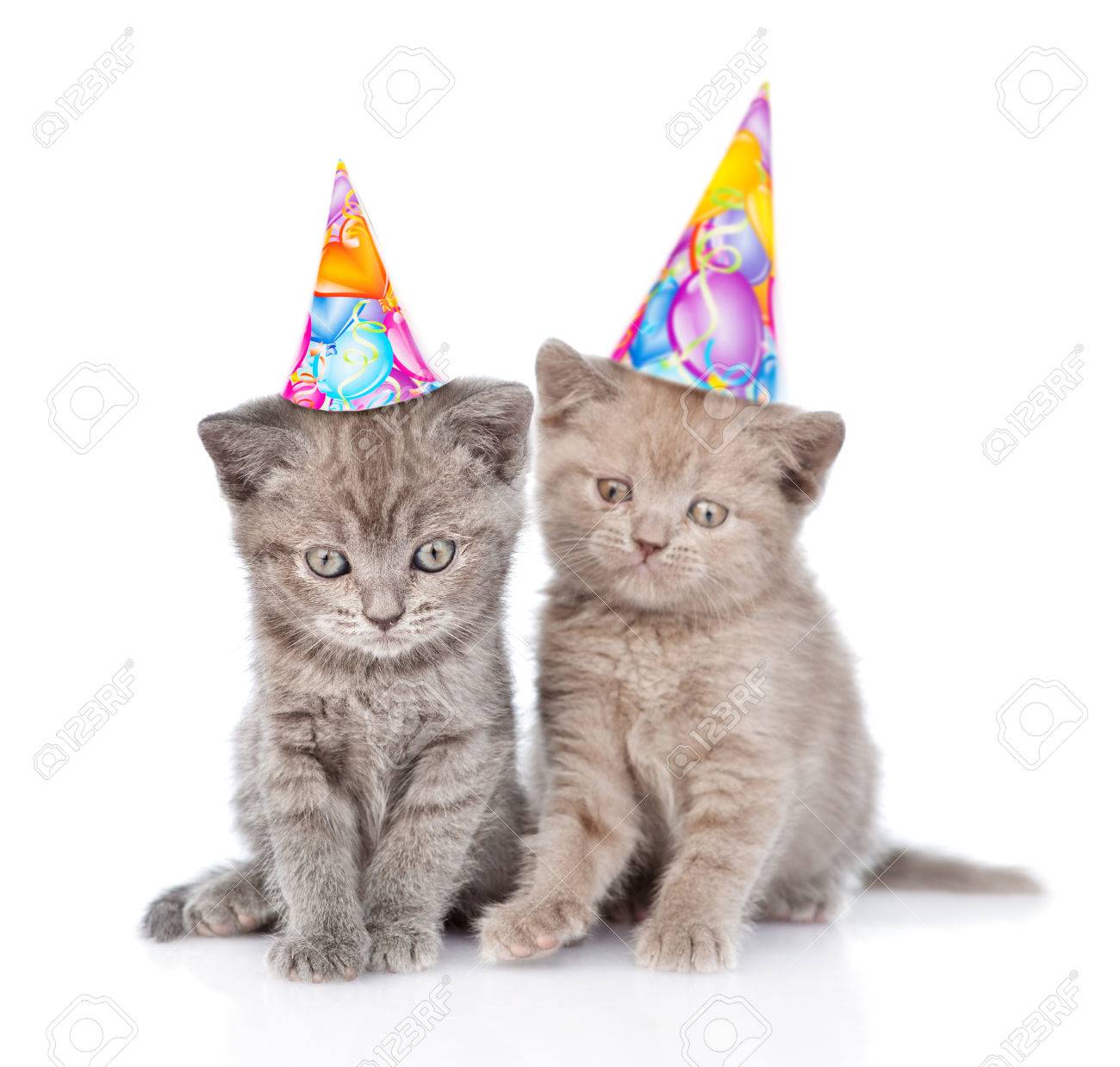 Kitten in birthday hat Clearance