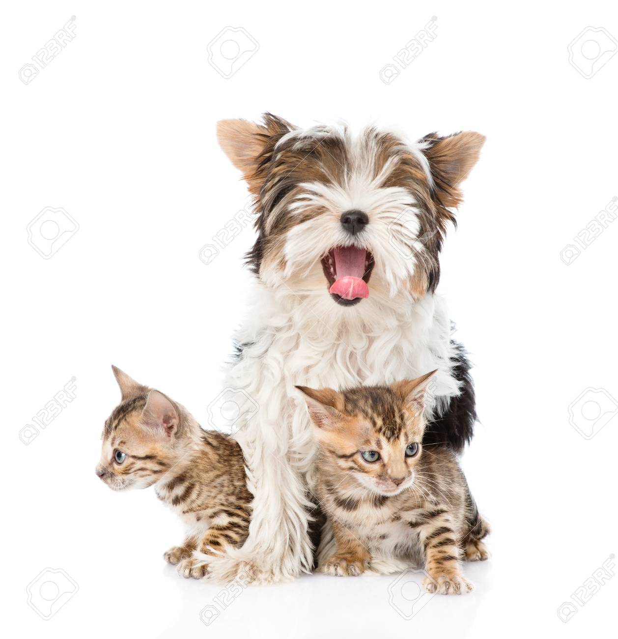 kittens for free yorkshire