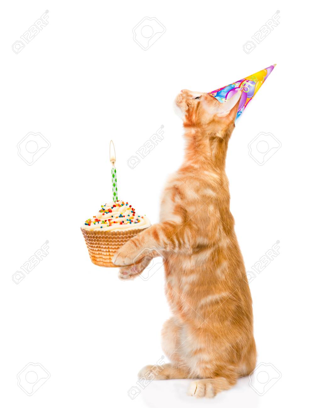 Chat Tigre Dans Le Chapeau D Anniversaire Tenant Gateau Avec Des Bougies Isole Sur Fond Blanc Banque D Images Et Photos Libres De Droits Image