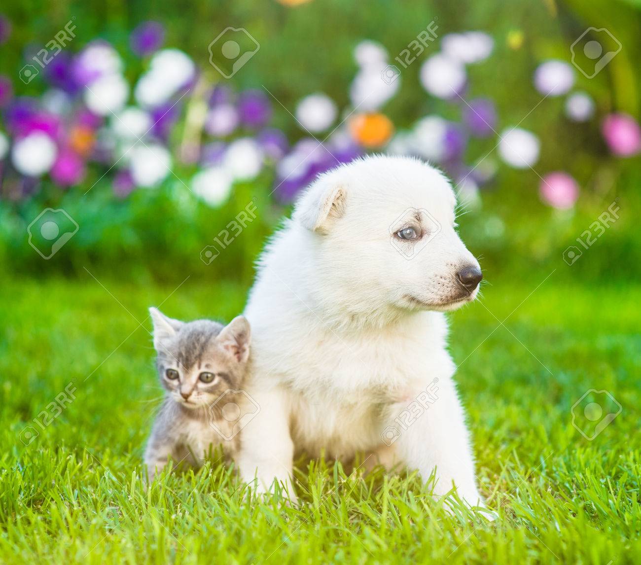小さな子犬子猫緑の草の上に座っています の写真素材 画像素材 Image 小さな子犬子猫緑の草の上に座っています の写真素材 画像素材 Image