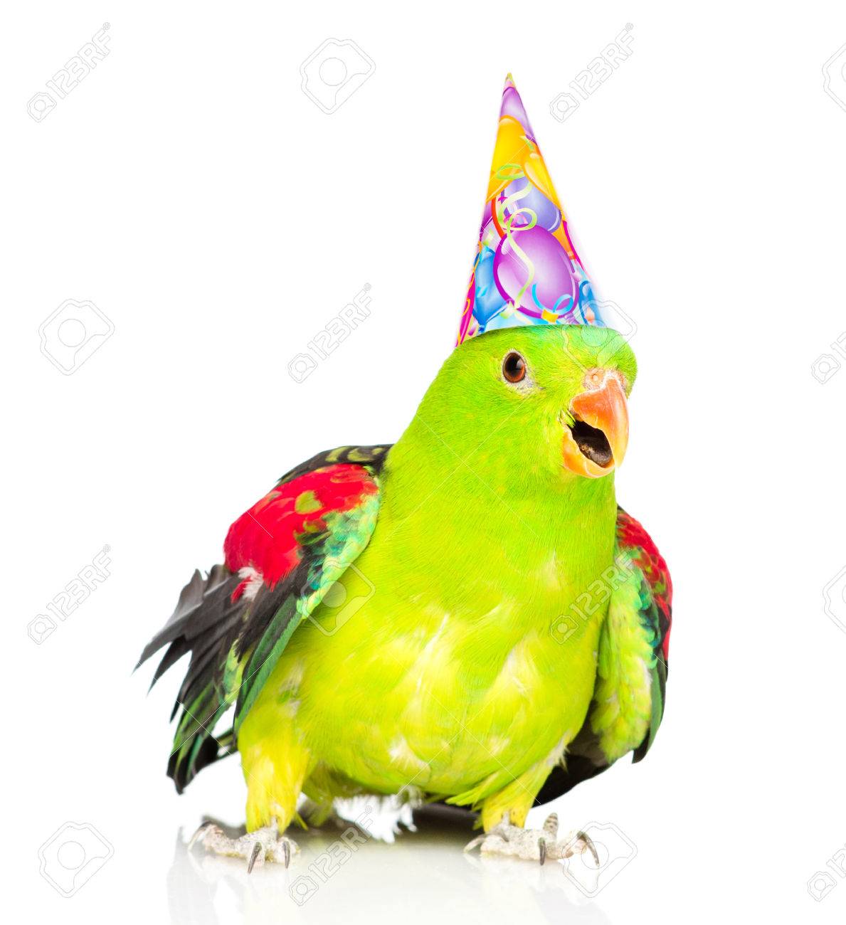 parrot in birthday hat looking at camera isolated on white stock