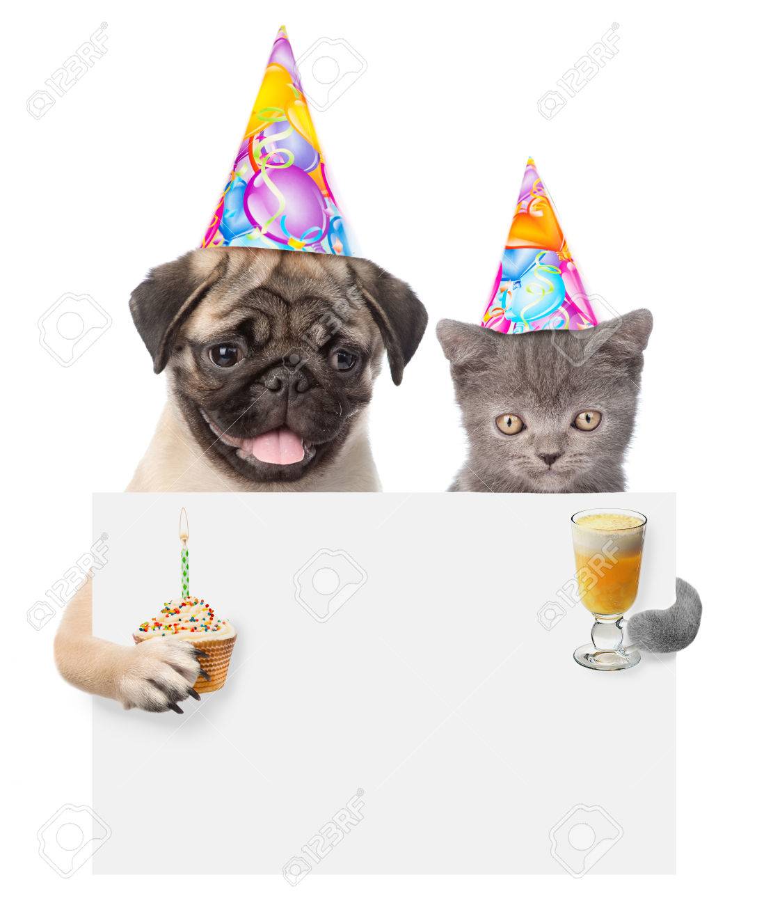 猫と犬の誕生日帽子のケーキとカクテル ピークを後ろから押し空ボードにします 白い背景に分離 の写真素材 画像素材 Image 猫と犬の誕生日帽子のケーキとカクテル ピークを後ろから押し空ボードにします 白い背景に分離 の写真素材 画像素材 Image