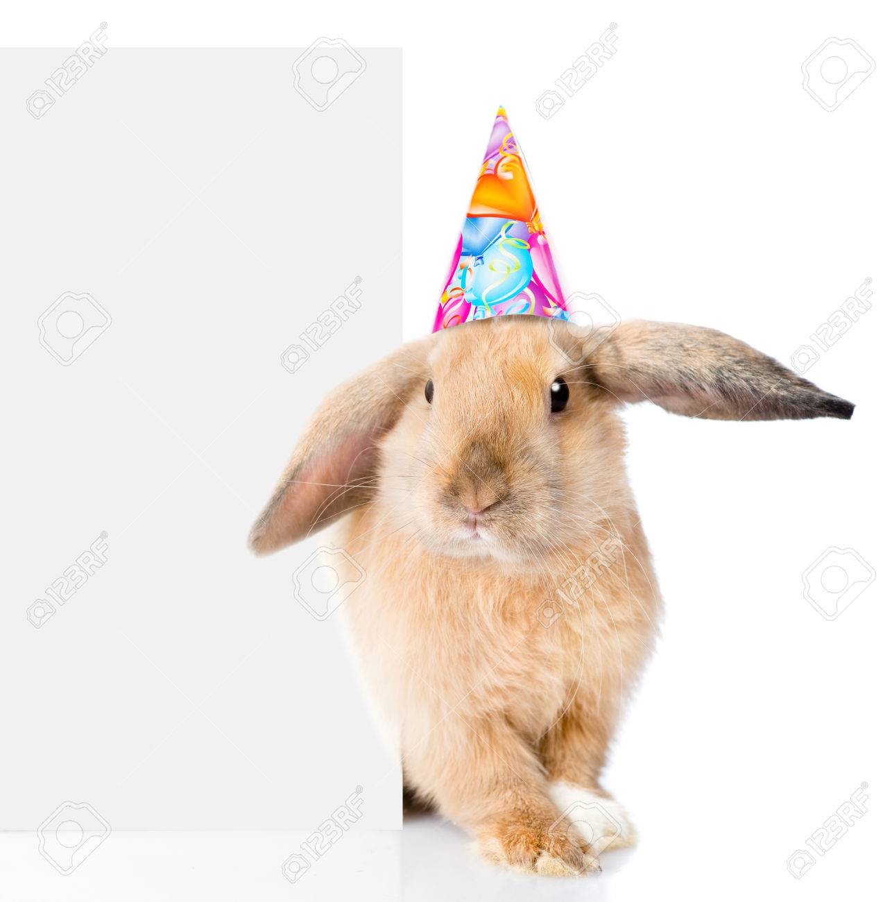 Lapin Dans Le Chapeau D Anniversaire Jette Un Il De Derriere Une Banniere Blanche Isole Sur Fond Blanc Banque D Images Et Photos Libres De Droits Image
