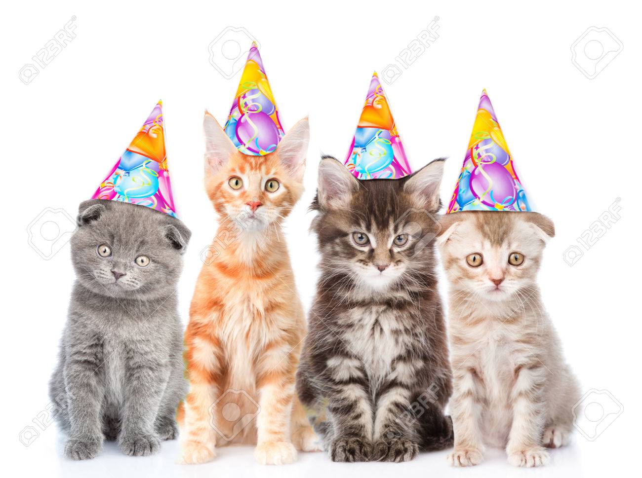 Grand Groupe De Petits Chats Avec Chapeaux D Anniversaire Isole Sur Fond Blanc Banque D Images Et Photos Libres De Droits Image Grand Groupe De Petits Chats Avec Chapeaux D Anniversaire Isole Sur Fond Blanc Banque D Images Et Photos Libres De Droits Image