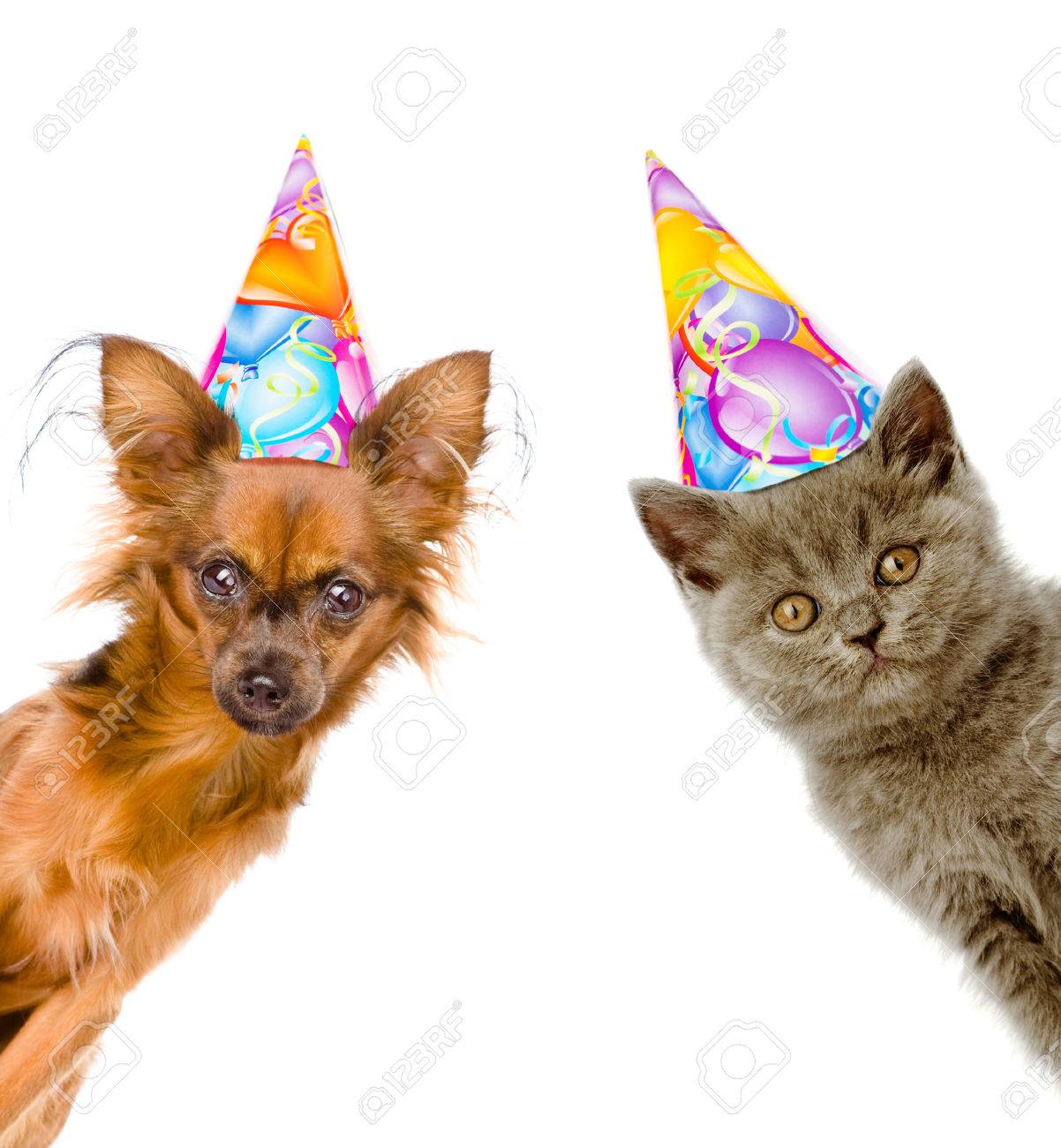 Dog Party Hat Cat Birthday Hat Dog Birthday Hat Party Banner