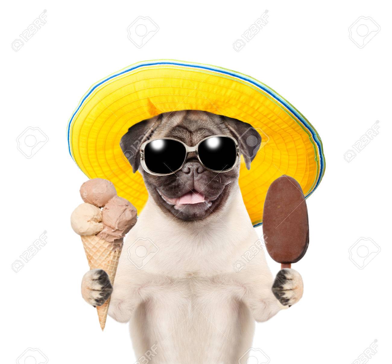 サングラスと帽子は アイスを持って面白い夏犬 白い背景上に分離 の写真素材 画像素材 Image