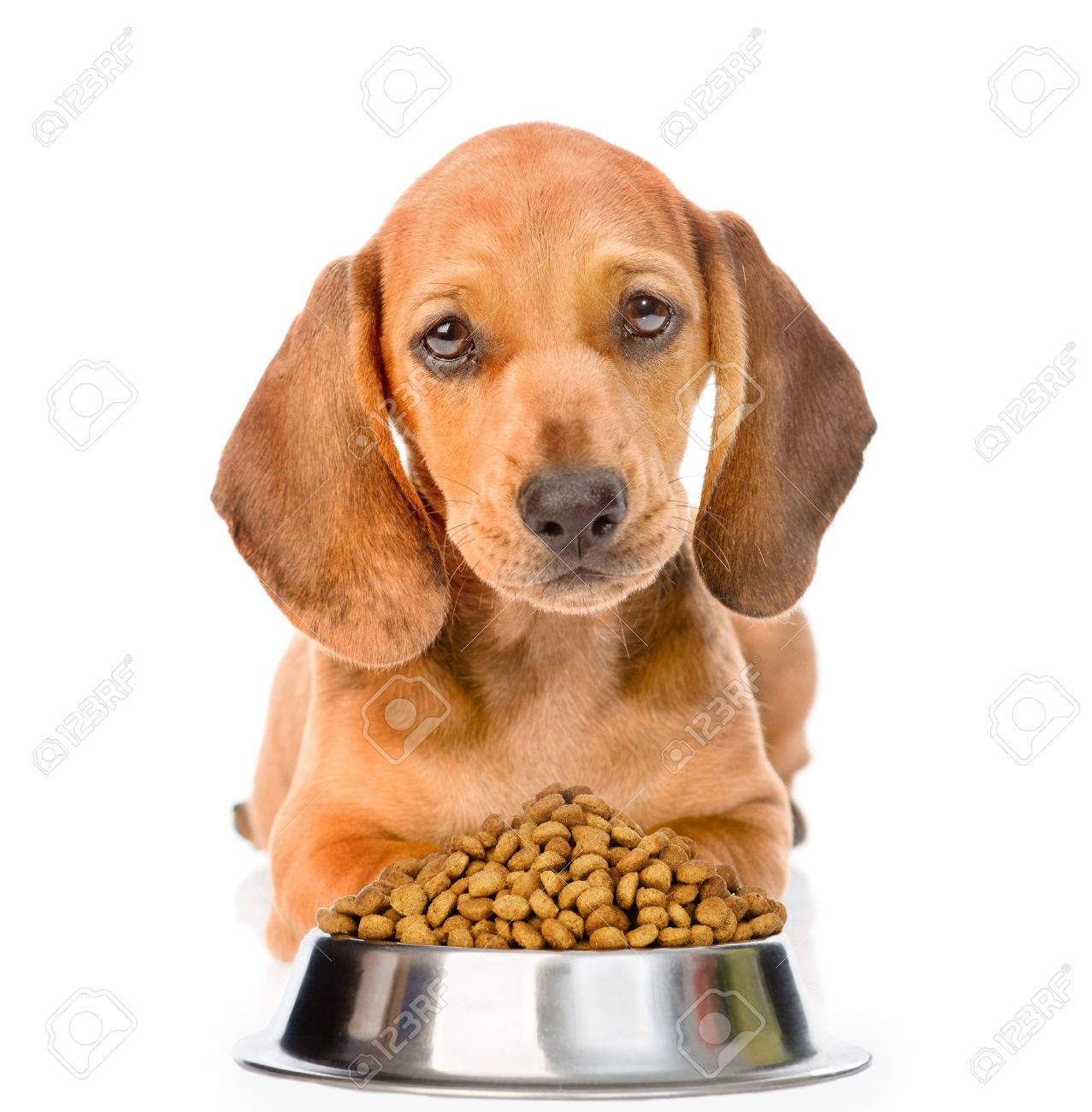 dog food for dachshund puppy