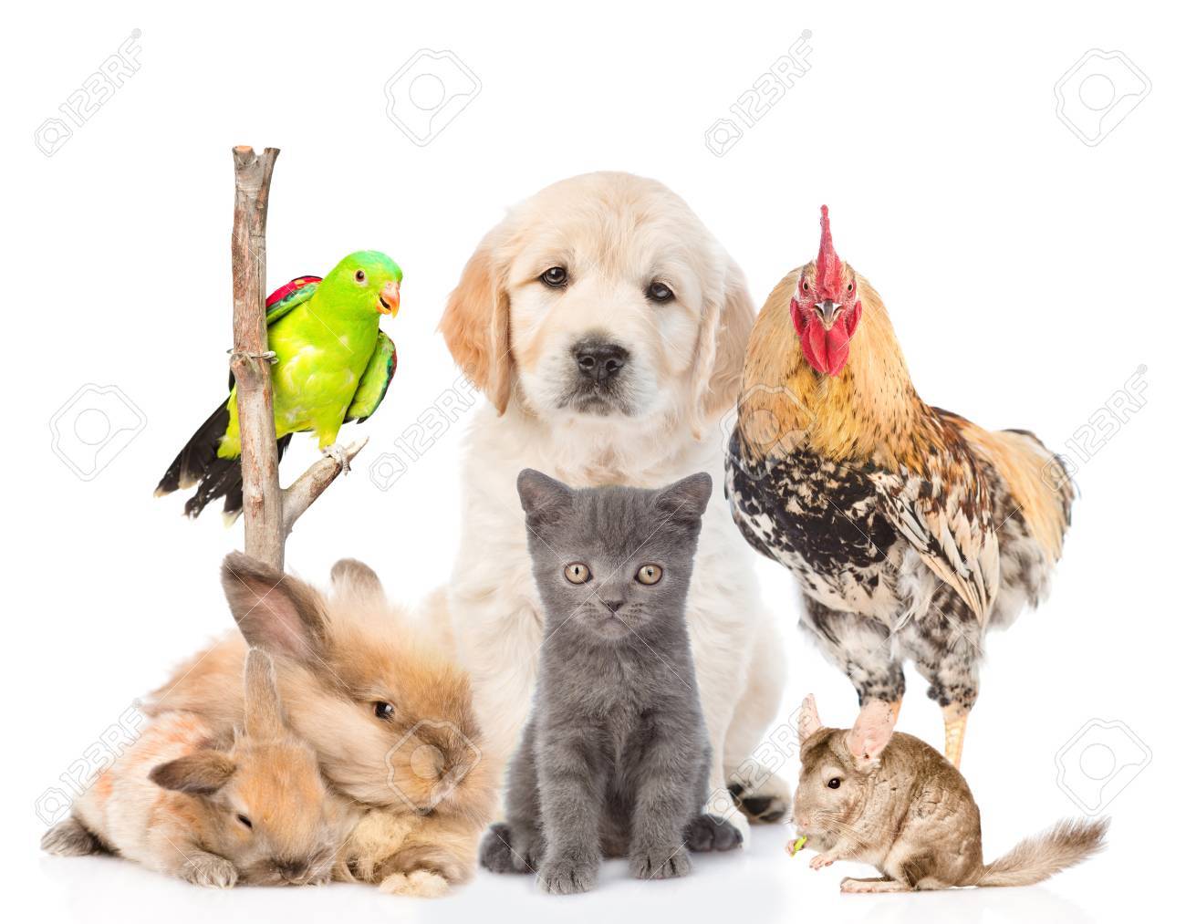 group of domestic animals