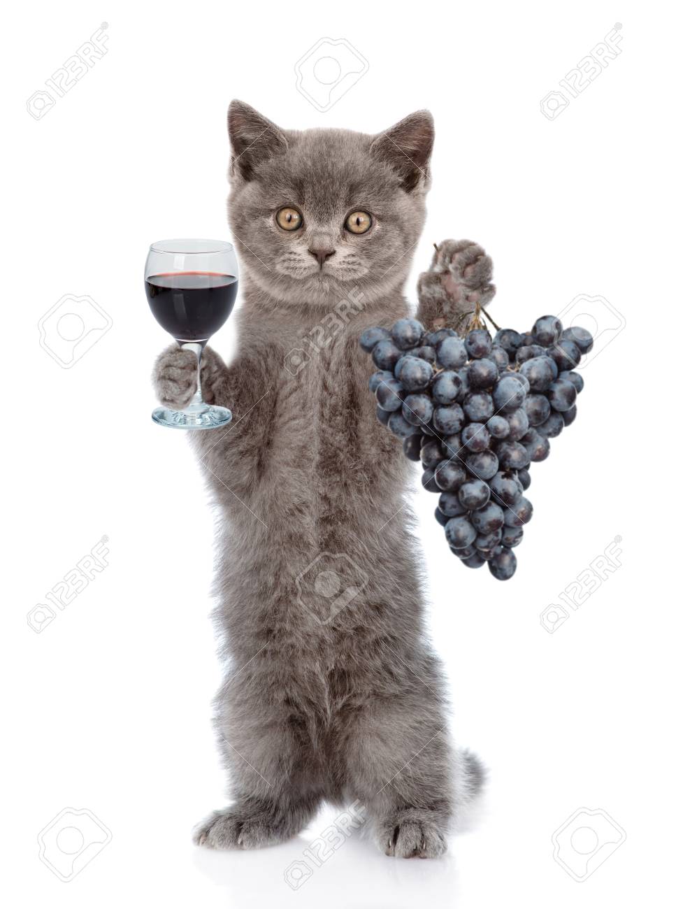 grapes cats