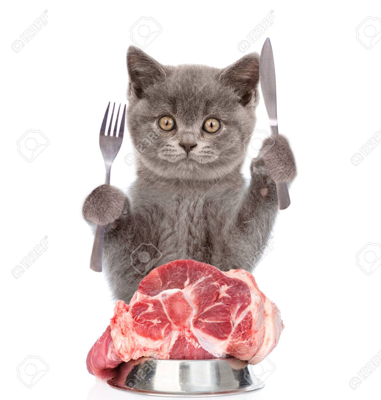 raw hamburger for cats