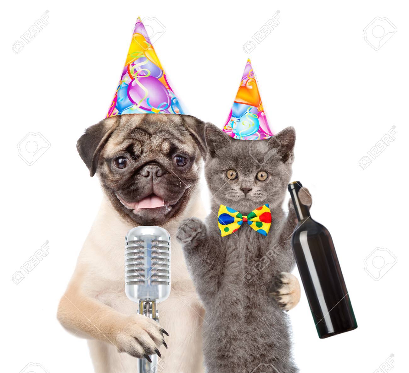 猫と犬の誕生日帽子のマイクを使ってカラオケ歌を歌っています 白い背景上に分離 の写真素材 画像素材 Image