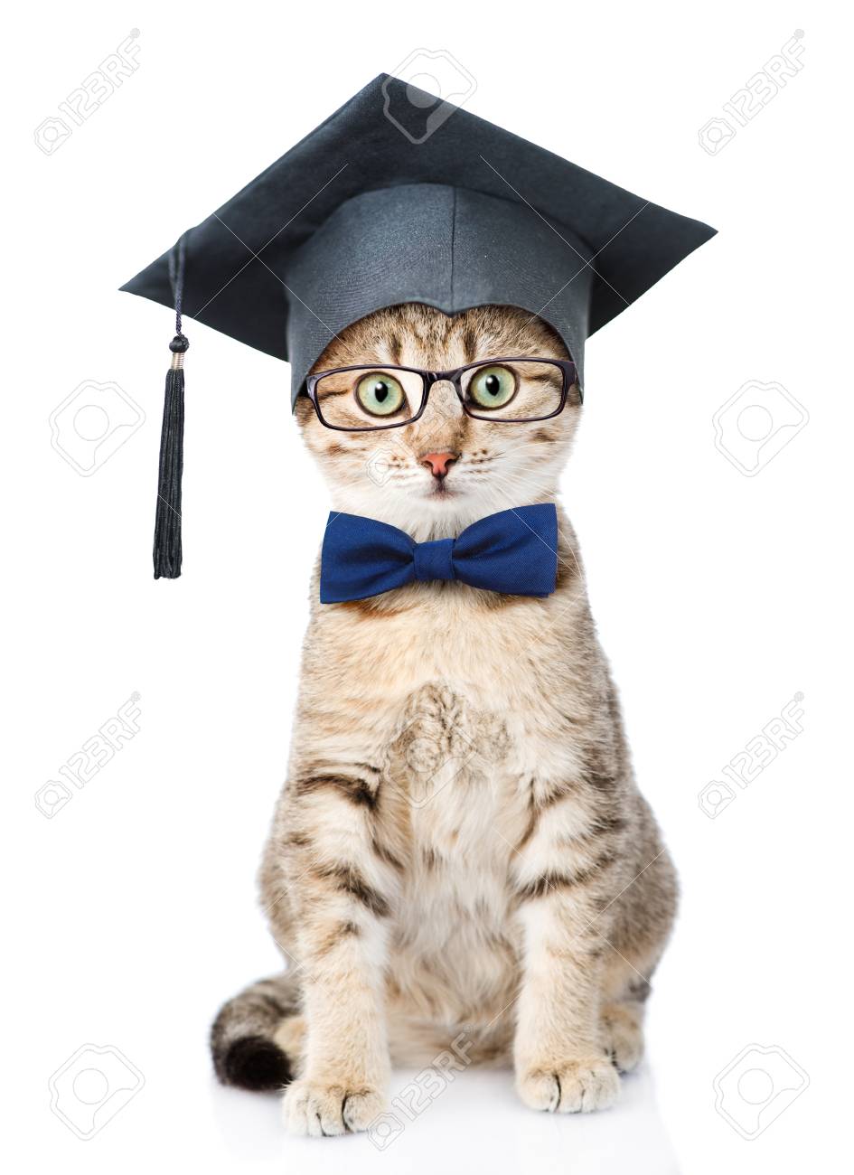 cat with hat and glasses