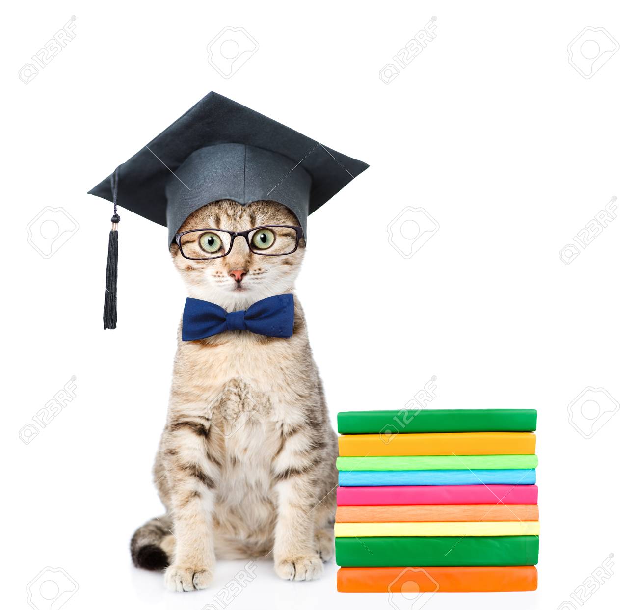 Chat Avec Chapeau De Graduation Noir Assis Près De Livres Isolé Sur Fond Blanc