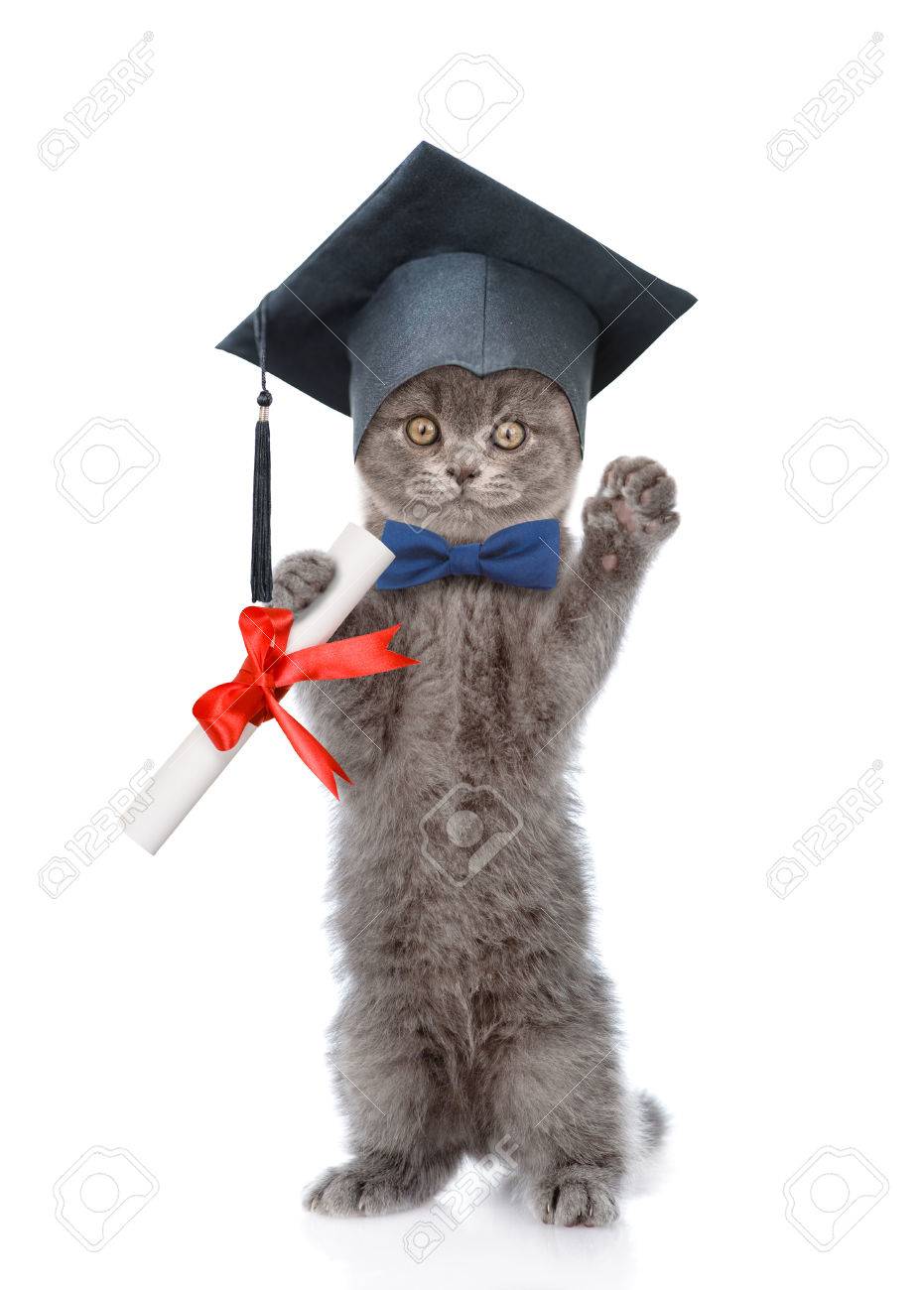 67306319-Graduated-cat-with-diploma-stan