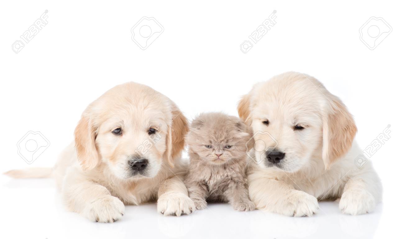 Tiny Kitten Lies Between Two Golden Retriever Puppies Isolated On White Background Stock Photo Picture And Royalty Free Image Image 67316180