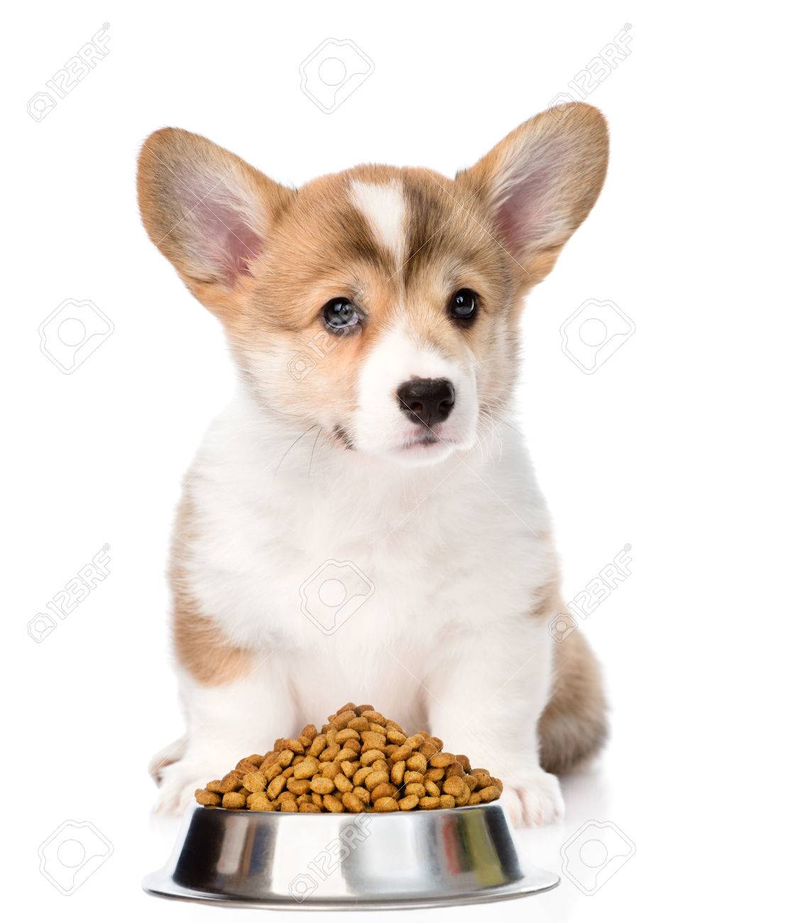 royal canin small dog mature