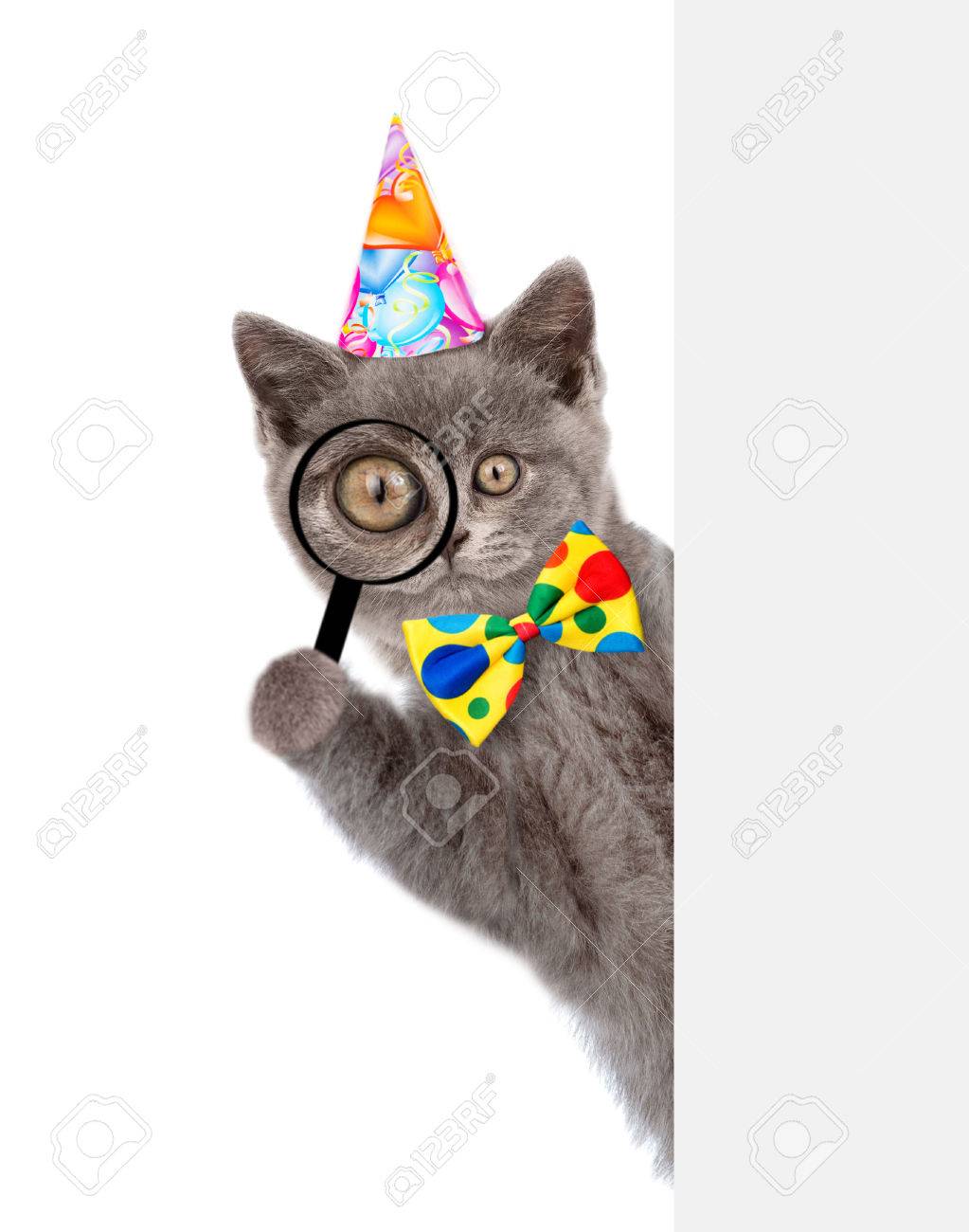 Gratuit Images Un Chat Drole Dans Un Chapeau D Anniversaire Regarde A Travers Une actualisé salutations
