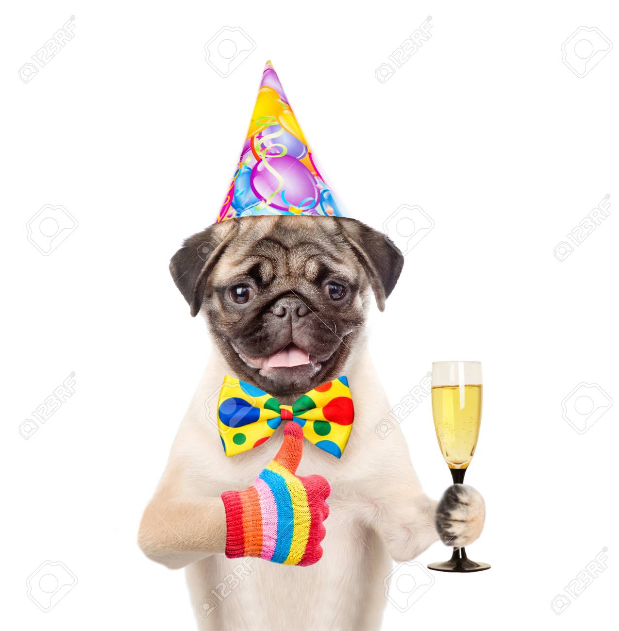 dog in birthday hat holding glass of champagne and showing thumbs