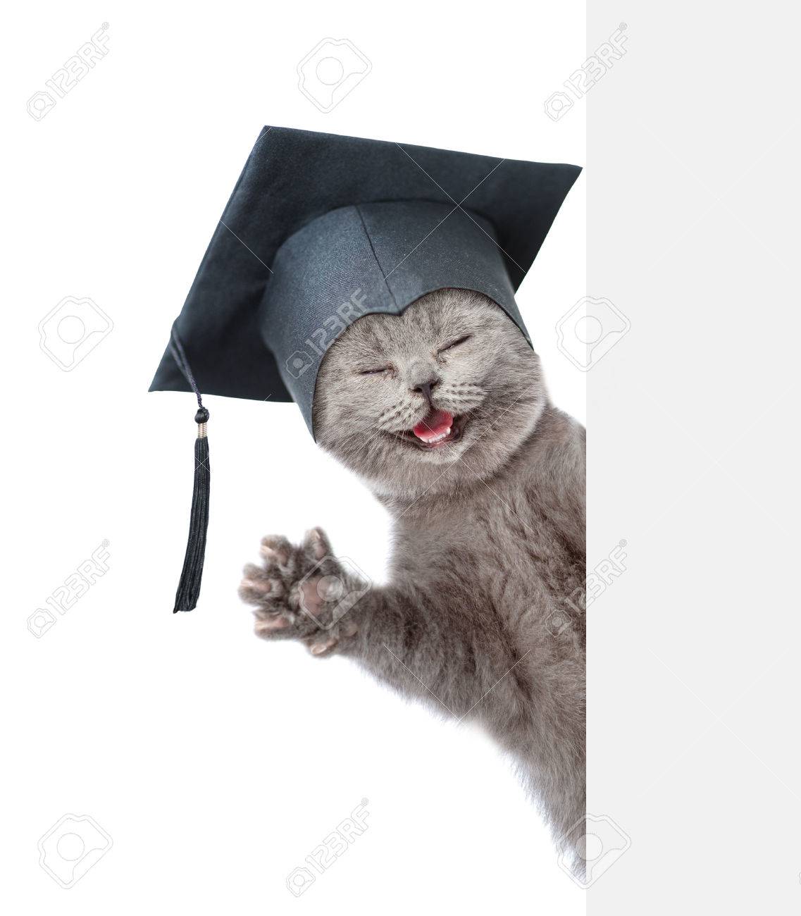 cat with a cap