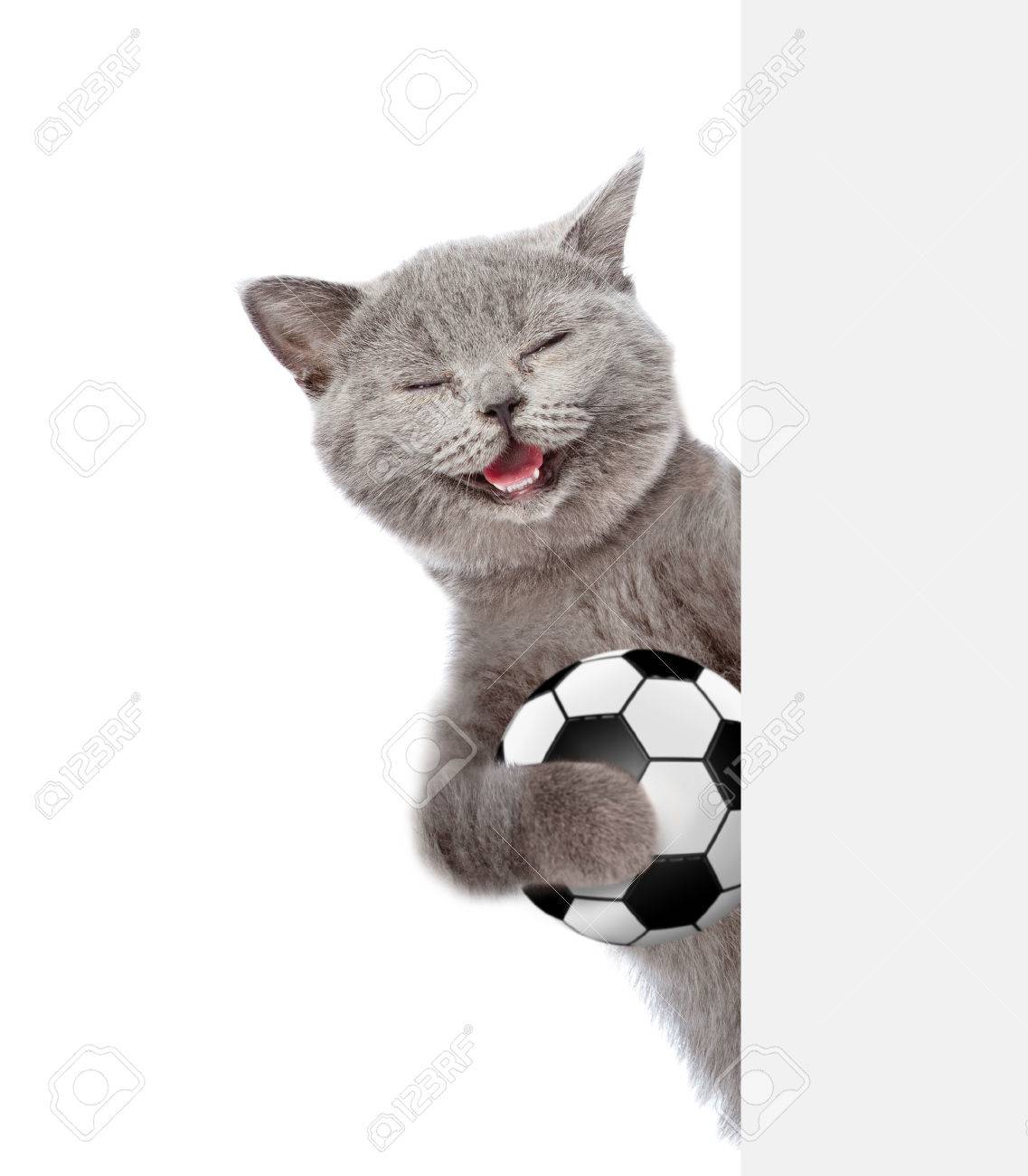 Joyeux Chat Avec Une Balle De Foot En Regardant Derrière Le Tableau Vide.  Isolé Sur Fond Blanc. Banque D'Images Et Photos Libres De Droits. Image  69352745.