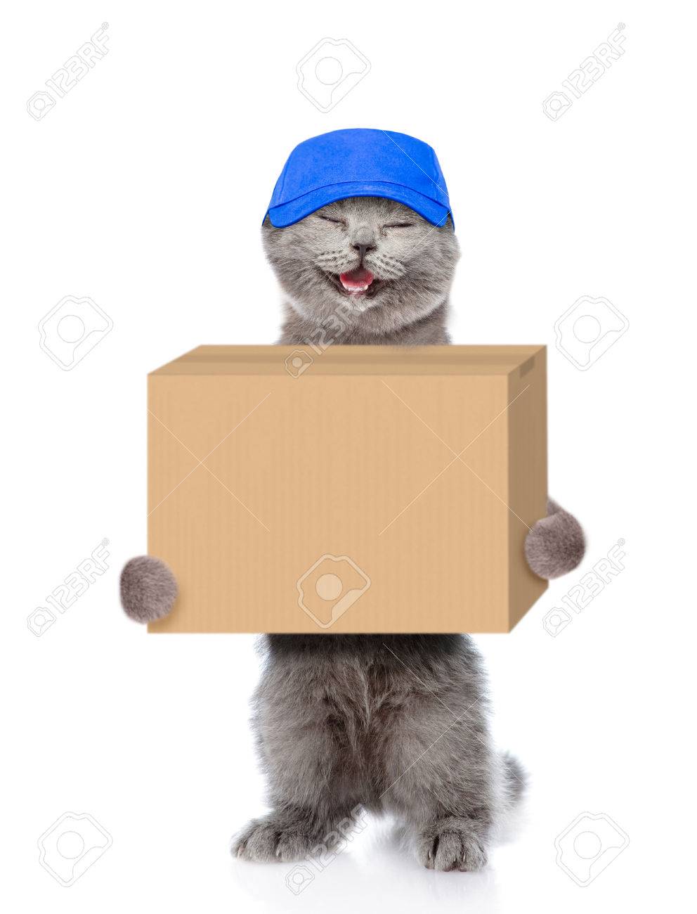 cat delivery box