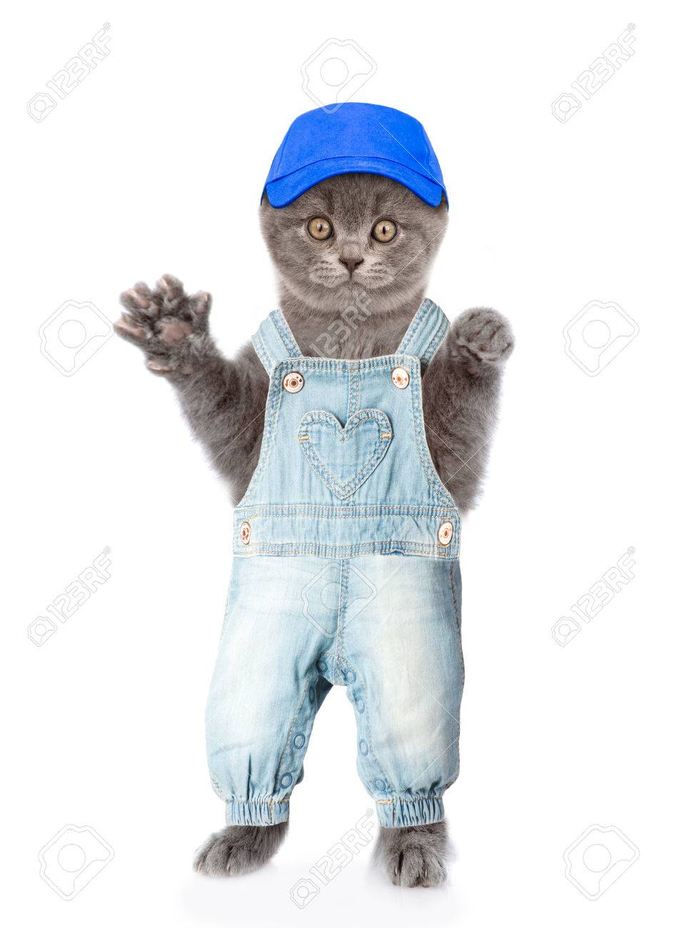 cat jean
