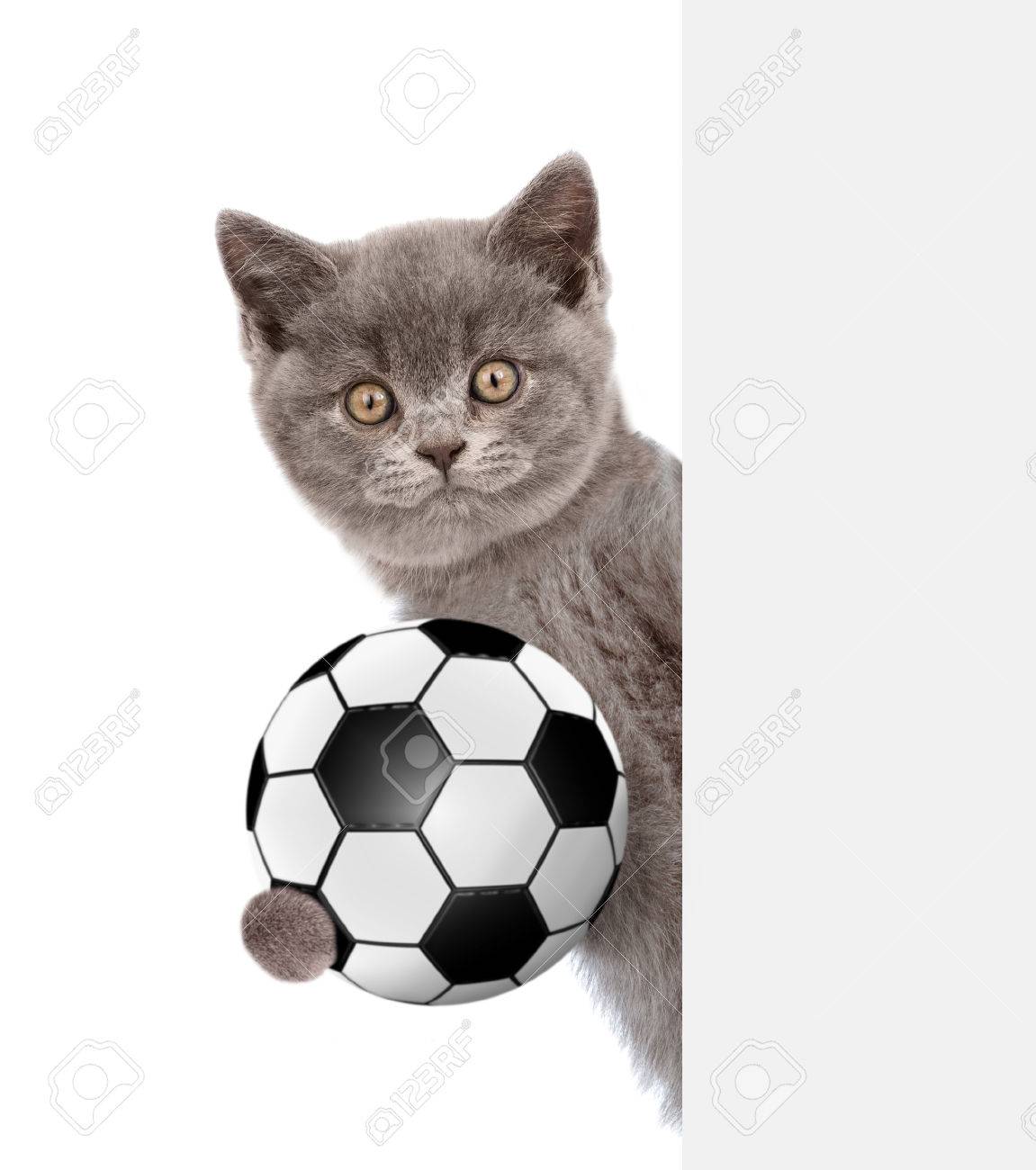 large breed feeding chart